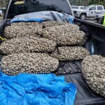 illegally harvested clams