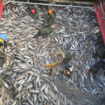 A mix of frozen tuna inside a large hatch