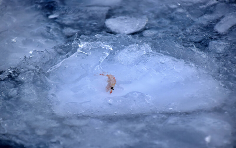 A krill frozen in a block of ice