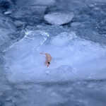 A krill frozen in a block of ice