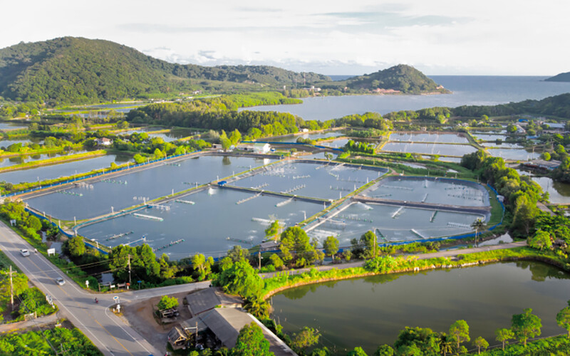 An aerial shot of a Thai shrimp farm