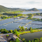 An aerial shot of a Thai shrimp farm