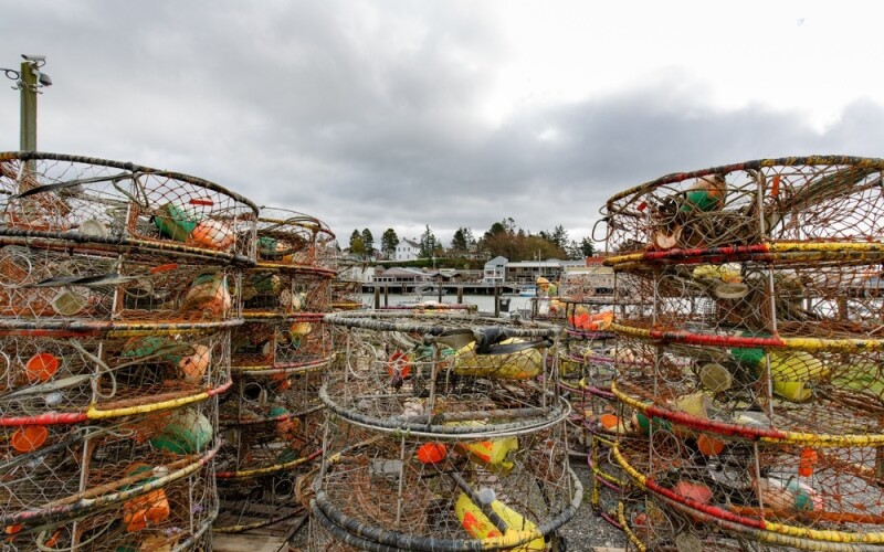 Dungeness crab traps