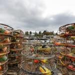 Dungeness crab traps