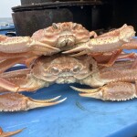 snow crab