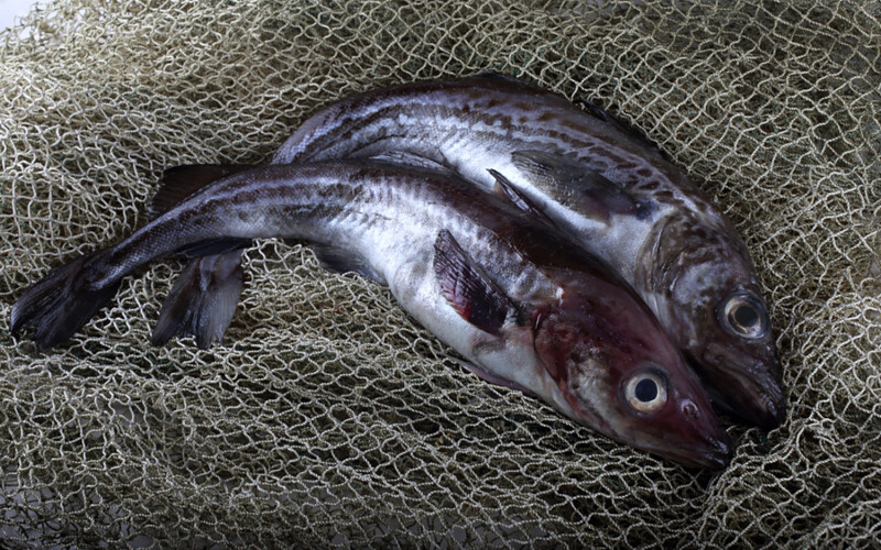Two Alaska pollock in a net