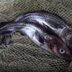 Two Alaska pollock in a net