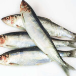 A pile of North Sea herring