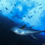 tuna