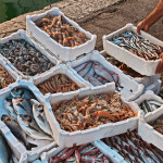 A man packaging fish on a dock on the Adriatic Sea