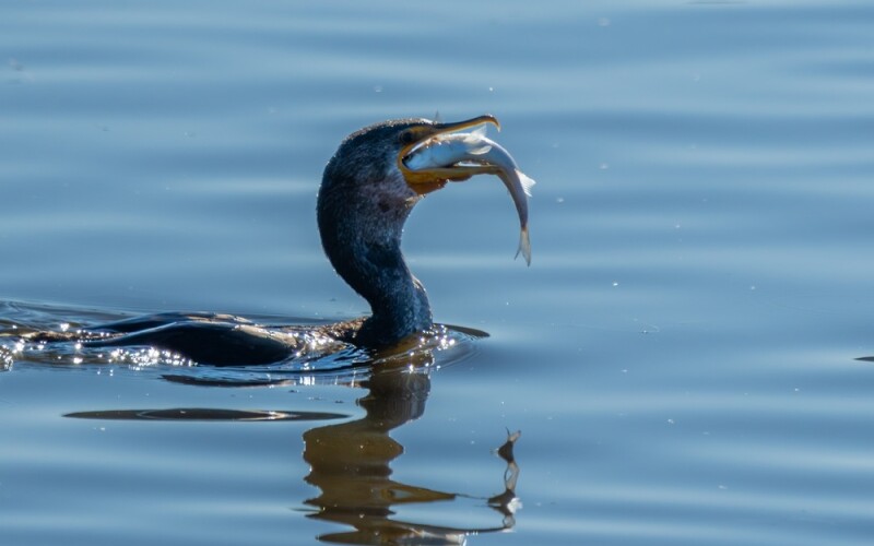 A cormorant
