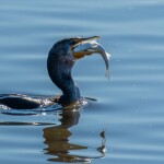 A cormorant