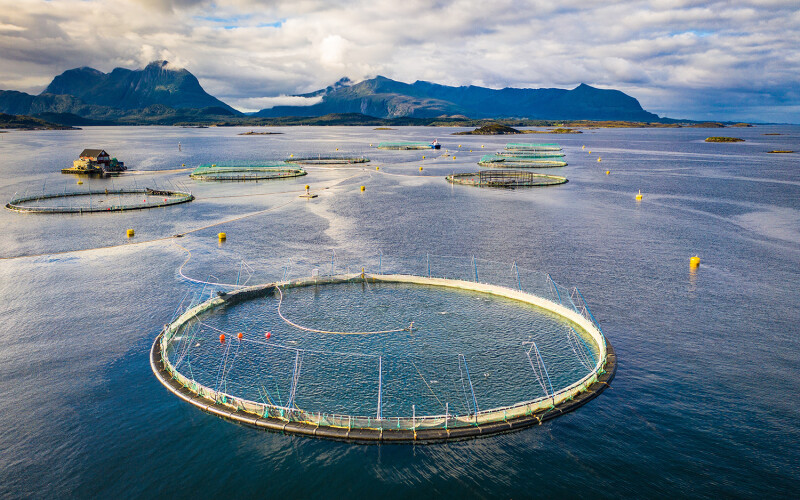 salmon farm in Norway