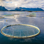 salmon farm in Norway
