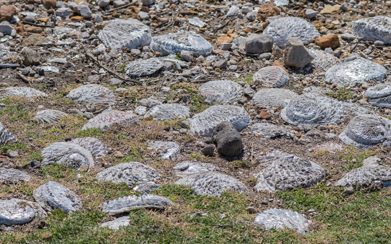 Abalone shells on a South African coastline