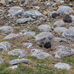 Abalone shells on a South African coastline