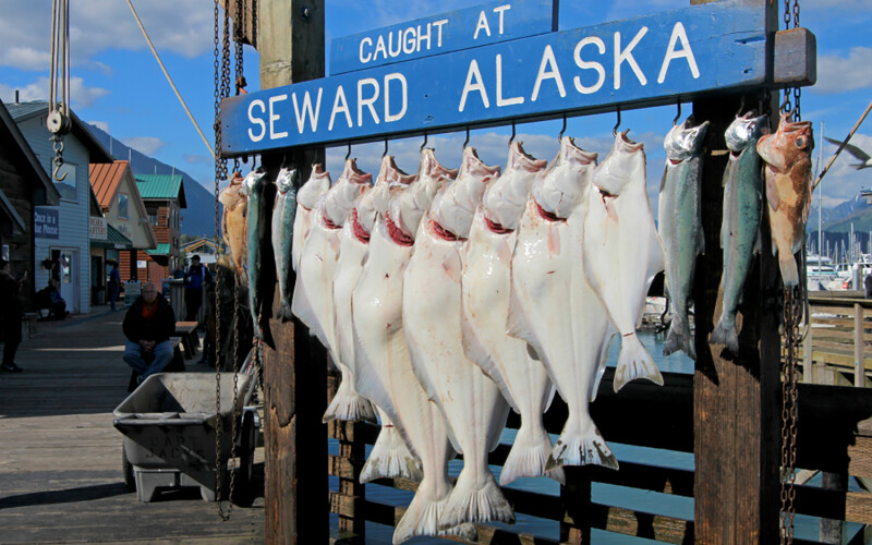 Pacific halibut hanging from hooks in Seward, Alaska, U.S.A.