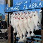 Pacific halibut hanging from hooks in Seward, Alaska, U.S.A.