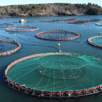 Aquaculture cages
