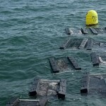 Oyster traps reported stolen in Casco Bay