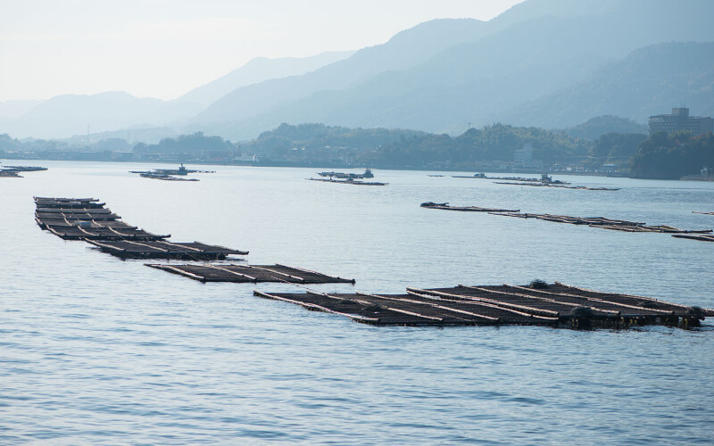 An oyster farm in Hiroshima