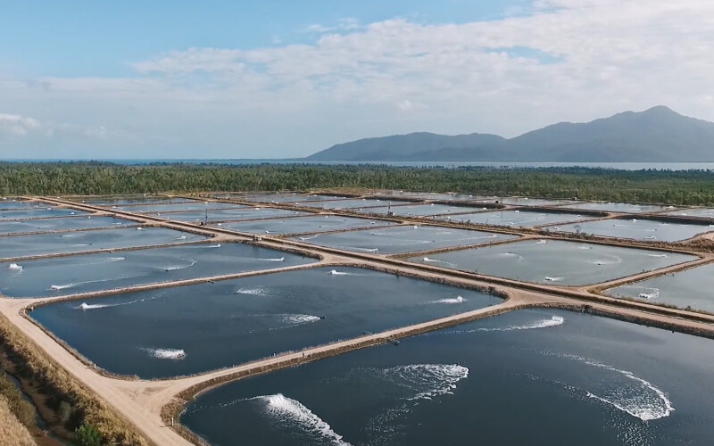 An aerial photo of shrimp pounds developed by Seafarms Group Limited
