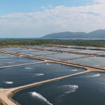 An aerial photo of shrimp pounds developed by Seafarms Group Limited