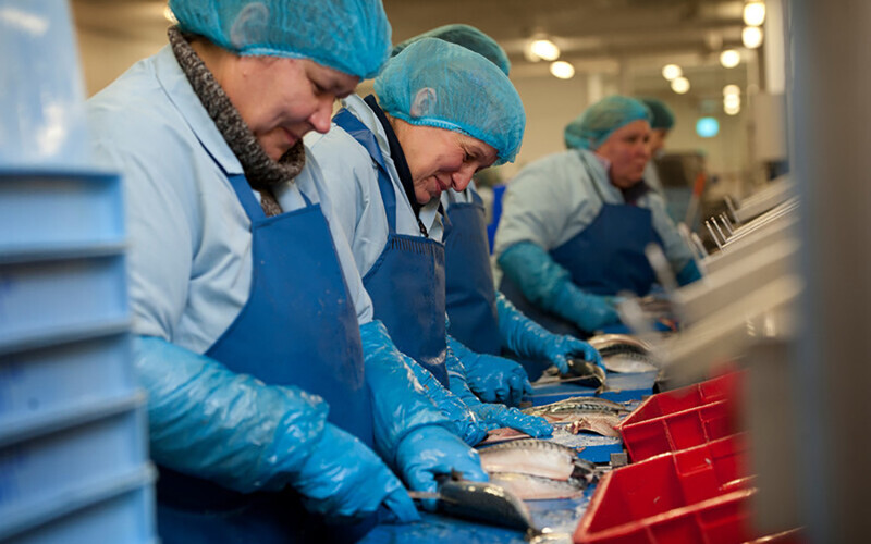 Women cutting mackerel in a U.K. seafood-processing factory