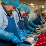 Women cutting mackerel in a U.K. seafood-processing factory