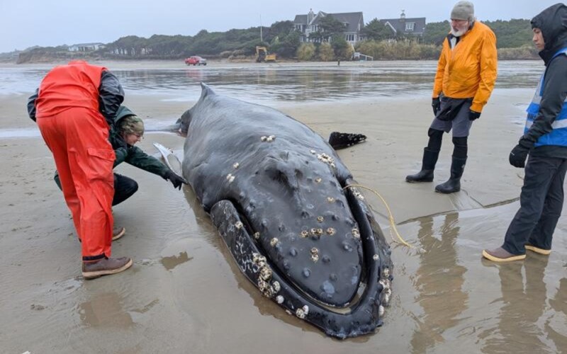A stranded whale