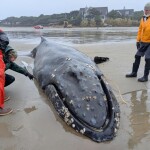 A stranded whale