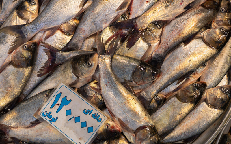 Fish at an Iranian seafood market
