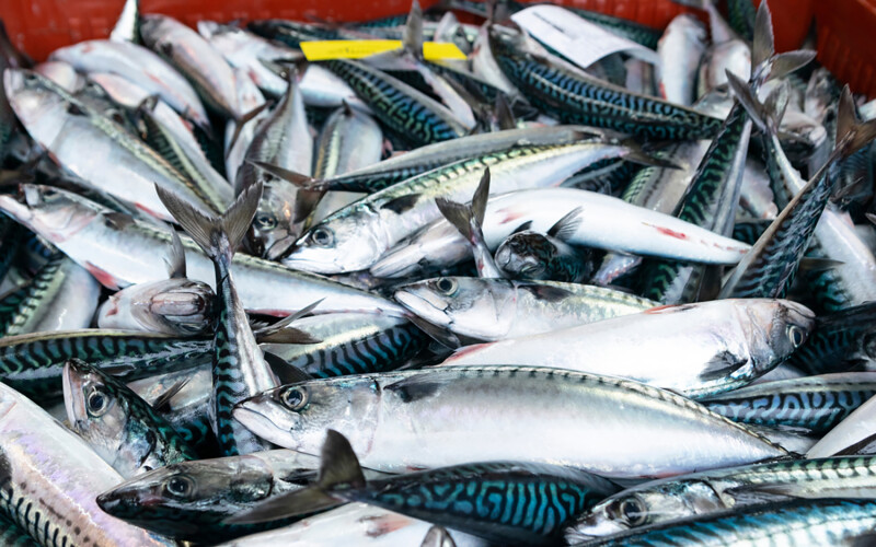 A pile of mackrel