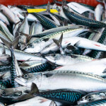A pile of mackrel