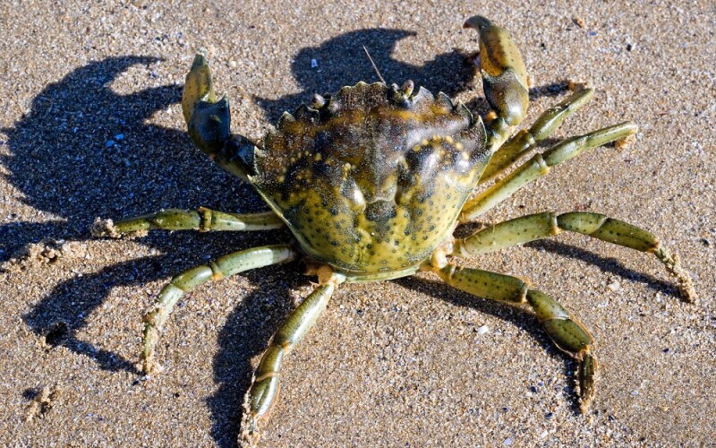 A European green crab