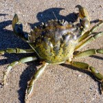 A European green crab