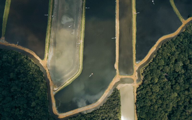 An aerial shot of Ecuadorian shrimp farms