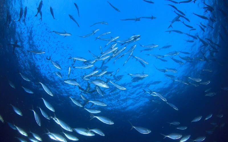 Tuna swimming underwater