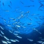 Tuna swimming underwater