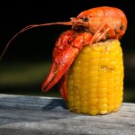A crawfish on a corn cob