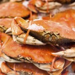Caught Dungeness crabs stacked on top of one another