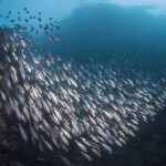 Sardines from Ecuador