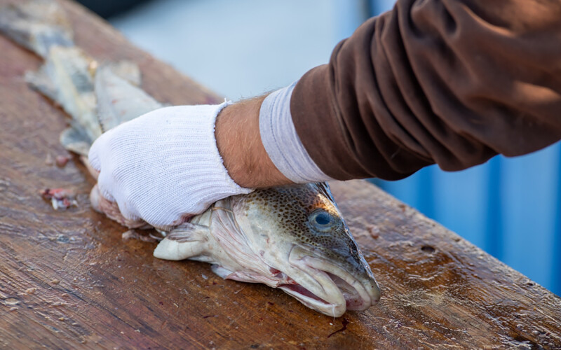A man gutting a fresh cod on a table in Newfoundland, Canada
