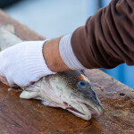 A man gutting a fresh cod on a table in Newfoundland, Canada
