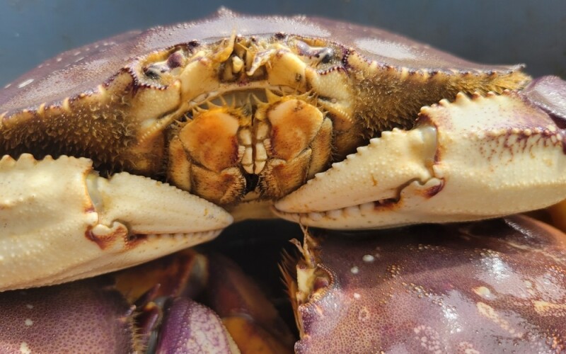 A Dungeness crab