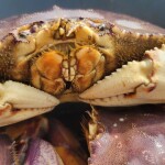 A Dungeness crab