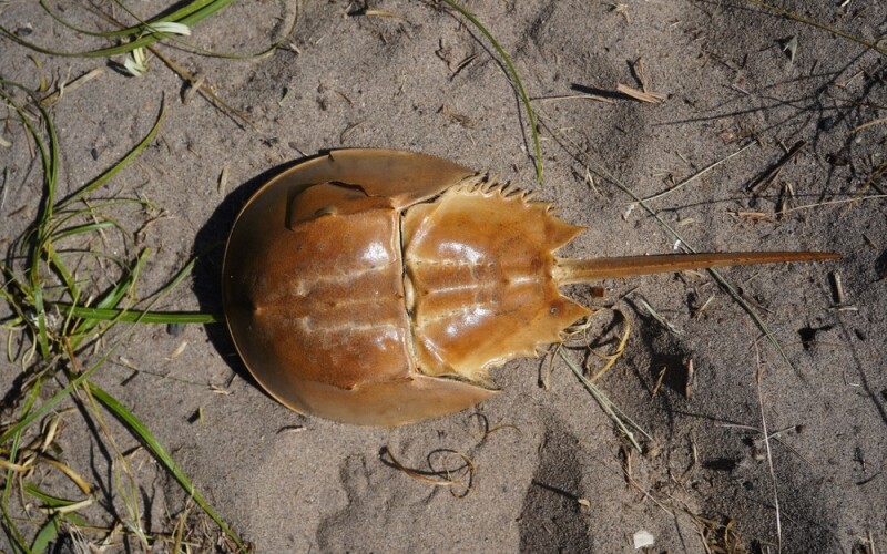 a horseshoe crab