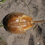a horseshoe crab