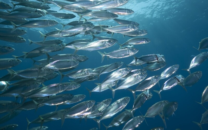 atlantic mackerel