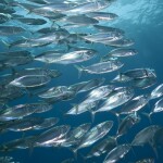 atlantic mackerel